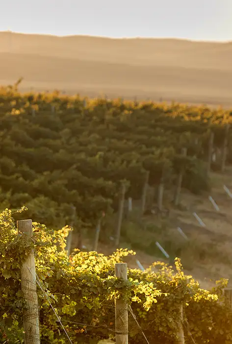 Sunset over rows of vines