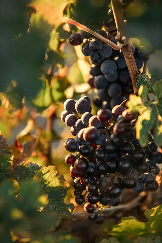 Grapes on the vine